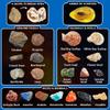 PIBEX Volcano & Ocean Fossil Dig Kit, Dig up 20+ Real Fossils, Rocks, Shells & Sea Snails with Eruption Experiments, Earth Science Geology Kit for Kids, STEM Toy Gift for Boys & Girls Age 6-8-12 view 4