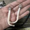 Real racoon bacculam Bones view 2