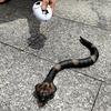 Tipmant Upgrade Remote Control Snake Toy Electric Sensor RC Cobra Realistic Fast Flexible Moving Fake Joke Scary Trick Prank for Pets Cats Dogs Kids Boys Birthday Gifts view 4