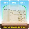 Dan&Darci Ant Farm Kit for Kids - Farms Colony - Includes Ants Voucher - Sand Habitat Kits - Bug Terrarium House - Educational Science Gifts for Kid - Nature Learning Toys for Boys, Girls & Adults view 2