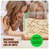 Dan&Darci Ant Farm Kit for Kids - Farms Colony - Includes Ants Voucher - Sand Habitat Kits - Bug Terrarium House - Educational Science Gifts for Kid - Nature Learning Toys for Boys, Girls & Adults view 3