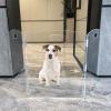 Clear Freestanding Dog Gate for Indoor Use,Pet Gates for Doorways no Drilling,Acrylic Foldable Dog Gate for Stairs with Support Feet (3Panel - 60''W x 23''H) view 3