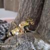 3D DIY Steampunk Mechanical Insect Cricket Full Metal Assembled Model Pure Handmade Crafts Creative Ornaments (DIY Cricket) view 1