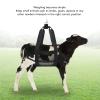 Calf Sling for Weighing Animals, Newborn Livestock Calf Scale Hanging Weight Scale Sling with Adjustment Strap, for Weighing Calves Lambs Goats view 2