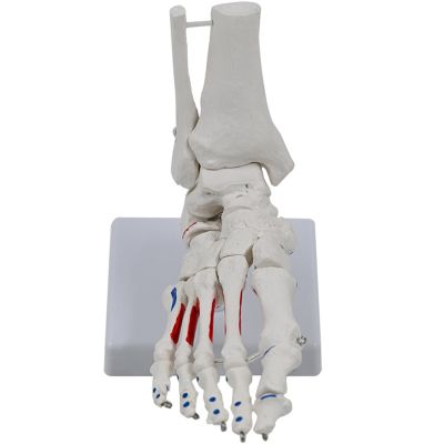 KIIFENG Feet Joint Models Human Foot Joint Skeleton Model Life Size Foot Joints Anatomy Model Medicals Model Foot and Ankle Model for Classroom