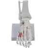 KIIFENG Feet Joint Models Human Foot Joint Skeleton Model Life Size Foot Joints Anatomy Model Medicals Model Foot and Ankle Model for Classroom view 1