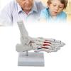 KIIFENG Feet Joint Models Human Foot Joint Skeleton Model Life Size Foot Joints Anatomy Model Medicals Model Foot and Ankle Model for Classroom view 2