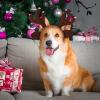 Adjustable Christmas Pet Headband Santa Hat For Photoshoots Wedding Birthday New Year Party Decor view 3