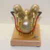 DAOYU Motorcycle Engine Model, 3.2cc Mini OHV Horizontal V-Twin Four-Stroke Gasoline Internal Combustion Model for Motorcycle (Golden) view 2