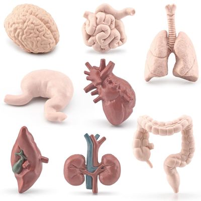 ZFLYCANP Human Organ Model, Mini Body Parts Anatomical Figure, Educational Organs Anatomy Model for Kids 3 Years and Above
