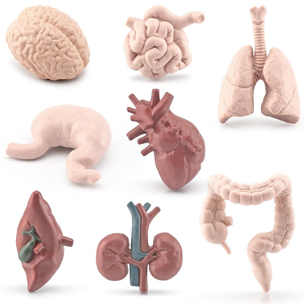 ZFLYCANP Human Organ Model, Mini Body Parts Anatomical Figure, Educational Organs Anatomy Model for Kids 3 Years and Above