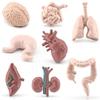 ZFLYCANP Human Organ Model, Mini Body Parts Anatomical Figure, Educational Organs Anatomy Model for Kids 3 Years and Above view 1