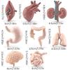 ZFLYCANP Human Organ Model, Mini Body Parts Anatomical Figure, Educational Organs Anatomy Model for Kids 3 Years and Above view 2