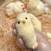 2Pack Stress Toys, Chicken Squeeze Toy, Cute Fun Little Chick Toy, Stress Relief Toy for Home Airplane Car Trip Birthday Party view 4