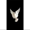 BLUFFF (Appearing Dove) by Juan Pablo Magic view 3