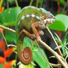 CALVENDO Puzzle Panther Chameleon in Bright Colors | 1000 Pieces Size 25" x 19" view 2