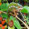 CALVENDO Puzzle Panther Chameleon in Bright Colors | 1000 Pieces Size 25" x 19" view 3