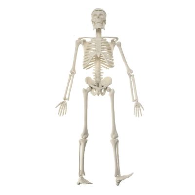 45CM Human Anatomical Anatomy Skeleton Model Flexible Mini Skeleton Model for Study Display Teaching Model Science Educational Teaching Toy