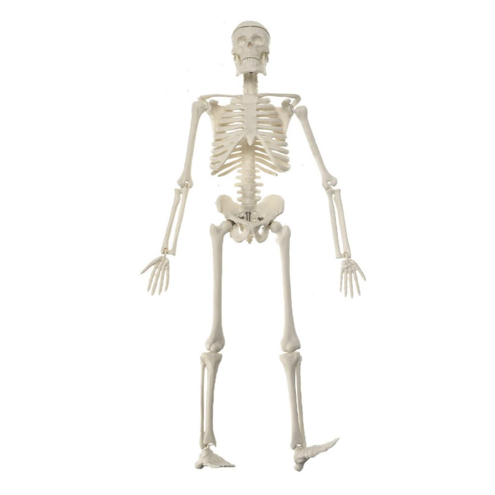 45CM Human Anatomical Anatomy Skeleton Model Flexible Mini Skeleton Model for Study Display Teaching Model Science Educational Teaching Toy