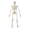45CM Human Anatomical Anatomy Skeleton Model Flexible Mini Skeleton Model for Study Display Teaching Model Science Educational Teaching Toy view 1