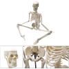 45CM Human Anatomical Anatomy Skeleton Model Flexible Mini Skeleton Model for Study Display Teaching Model Science Educational Teaching Toy view 3
