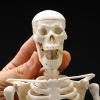 45CM Human Anatomical Anatomy Skeleton Model Flexible Mini Skeleton Model for Study Display Teaching Model Science Educational Teaching Toy view 4