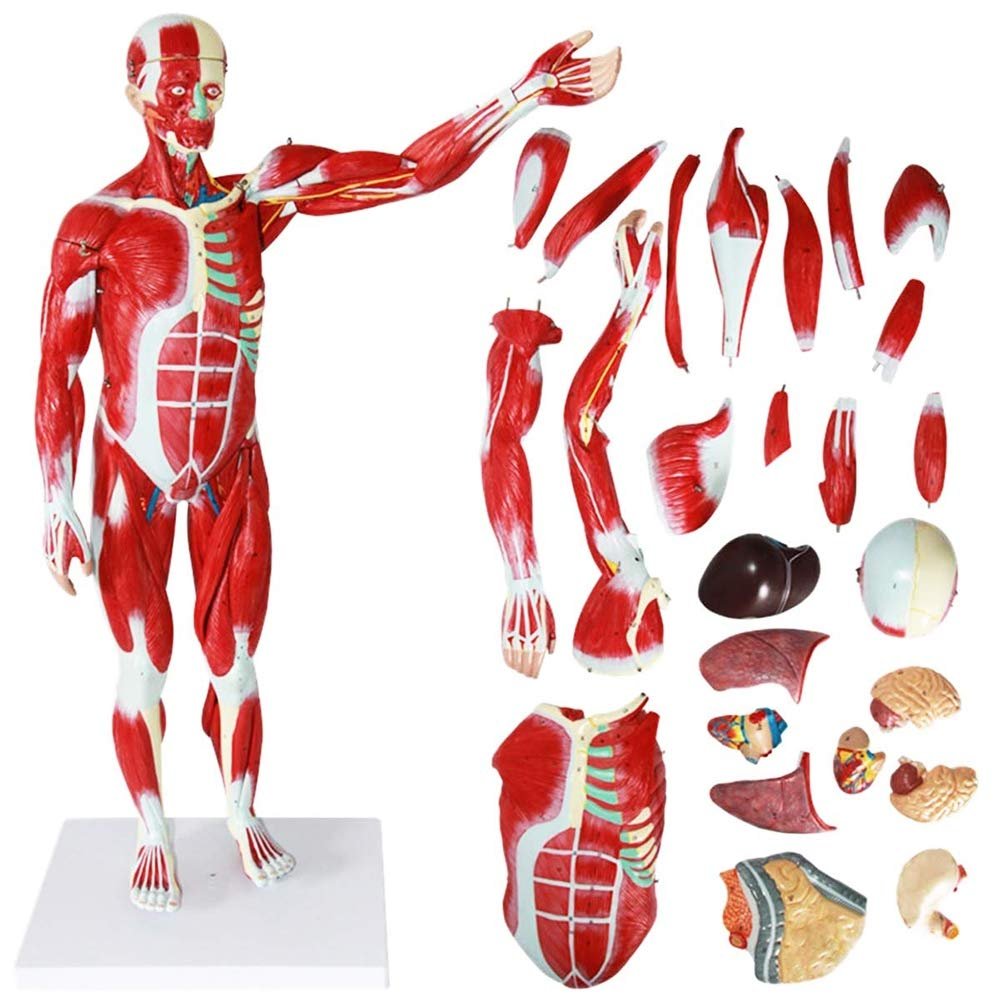 78Cm/30.7Inch Human Muscle Model - Human Anatomy Science Models - Detachable Human Muscle Model with Internal Organs - for Study Display Teaching Model, Default