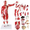 78Cm/30.7Inch Human Muscle Model - Human Anatomy Science Models - Detachable Human Muscle Model with Internal Organs - for Study Display Teaching Model, Default view 1