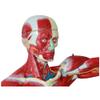 78Cm/30.7Inch Human Muscle Model - Human Anatomy Science Models - Detachable Human Muscle Model with Internal Organs - for Study Display Teaching Model, Default view 2