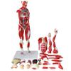 78Cm/30.7Inch Human Muscle Model - Human Anatomy Science Models - Detachable Human Muscle Model with Internal Organs - for Study Display Teaching Model, Default view 3