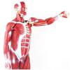 78Cm/30.7Inch Human Muscle Model - Human Anatomy Science Models - Detachable Human Muscle Model with Internal Organs - for Study Display Teaching Model, Default view 4