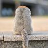 LIUHONGFEI Simulated Long Nosed Monkey Plush Toy Malaysia Realistic Monkey Doll Children's Festival Gift Hands Cannot Stick One Piece view 3