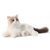 Chongker Interactive Companion Robot Cat Pets, Handmade Weighted Stuffed Animals, Cat Plush Toy with Voice Response, Realistic Heartbeat and Purring, Ragdoll Cat view 1