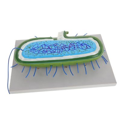Abaodam Models for Science Education Detailed and Anatomical Teaching Aids for Biology Studies and Laboratory Research