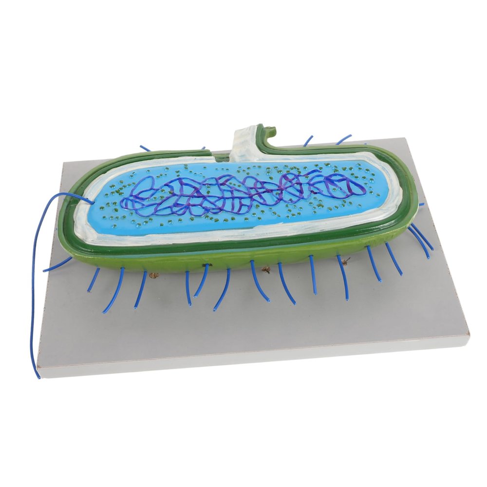 Abaodam Models for Science Education Detailed and Anatomical Teaching Aids for Biology Studies and Laboratory Research