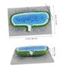 Abaodam Models for Science Education Detailed and Anatomical Teaching Aids for Biology Studies and Laboratory Research view 2