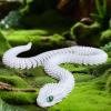 3D Printed Snake Creative Flexible Fidget Snake Desktop Pet One Piece Articulated Snake Gifts for Home Office Desk Gift Decor (Gold) view 3