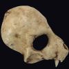 Amonkky Resin Anime Terrifying Mask Halloween Party Props Cosplay Mask Halloween Masquerade Costume Props. view 3