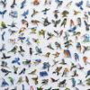 100Pcs Colorful Bird Stickers Alert Decals Bird Strike Window Decals Sparrow Magpie Woodpecker Puffin Oriole Cute view 1