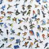 100Pcs Colorful Bird Stickers Alert Decals Bird Strike Window Decals Sparrow Magpie Woodpecker Puffin Oriole Cute view 2