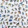 100Pcs Colorful Bird Stickers Alert Decals Bird Strike Window Decals Sparrow Magpie Woodpecker Puffin Oriole Cute view 3
