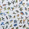 100Pcs Colorful Bird Stickers Alert Decals Bird Strike Window Decals Sparrow Magpie Woodpecker Puffin Oriole Cute view 4