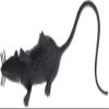 2Pcs Black Plastic Halloween Rat - Realistic Fake Mouse Toy for Party Decorations, Creepy Prank Props, Spooky April Fool's Day Trick, Lifelike Mice Figures for Halloween Party and Haunted House Decor view 2