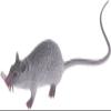 2 Pack Lifelike Gray Plastic Halloween Rat Toy - Realistic Fake Mice for Creepy Party Props, Spooky Decorations, and Pranks - Perfect for Halloween, April Fool's Day, and Haunted House Decor view 2