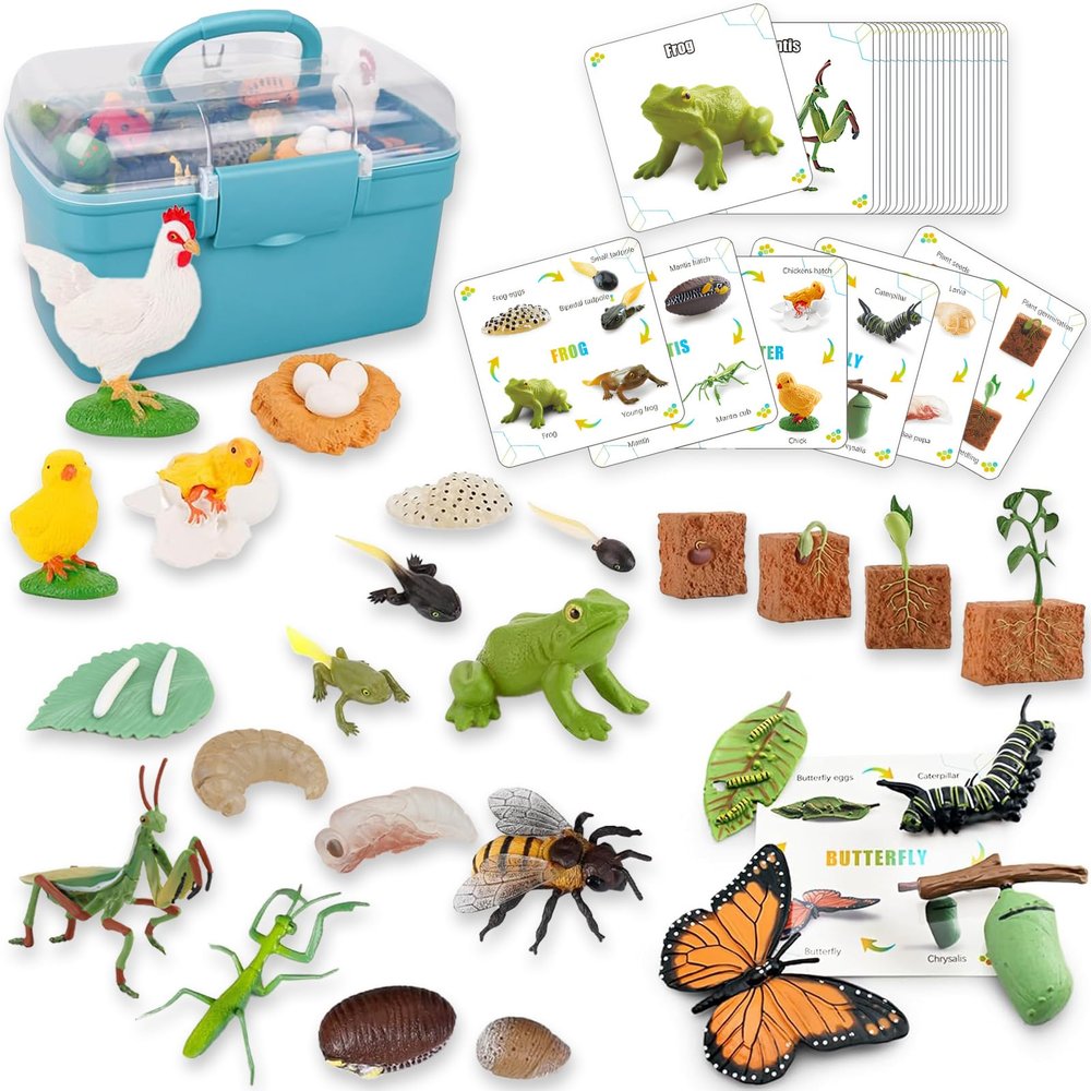 6 Set Montessori Life Cycle Learning Toys - Early Education Activities for Kids
