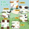 6 Set Montessori Life Cycle Learning Toys - Early Education Activities for Kids view 3