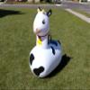 Hearthsong Hop N Go Inflatable Bouncy Cow Riding, Hopping Toys for Kids Ages 5+ - Ride On Bouncer Animal Hopper Jumping Toys for Outdoor Games (2 Pac view 3