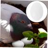 CIYODO 30pcs Solid Plastic Eggs Simulation Eggs for Production Safe Realistic Design for for Pet Shops and Care view 4