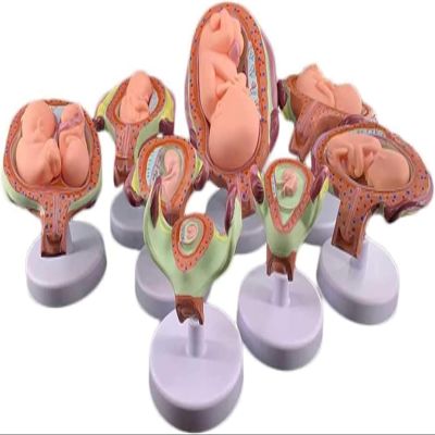 8 Pcs Period of Gestation Model, Fetus Development Model, True Proportions/Free to Take Out, Used for Fetal Development Display and Teaching