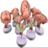 8 Pcs Period of Gestation Model, Fetus Development Model, True Proportions/Free to Take Out, Used for Fetal Development Display and Teaching view 1